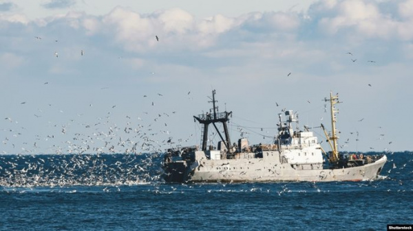 Интересное: Как рыба-падальщик спасала Черное море