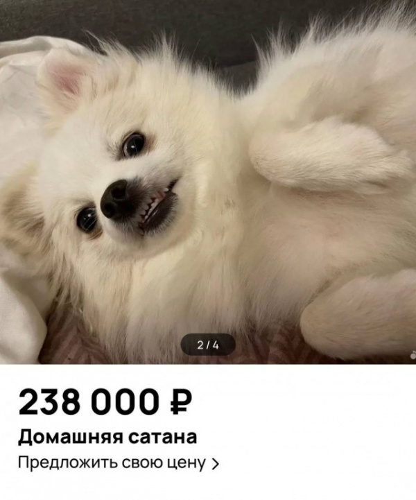 Животные: Блог djamix: В Москве продают домашнюю сатану — шпица Феняблин и в нагрузку сфинкса