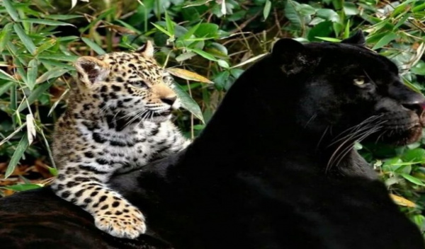 Животные: Пантера, ягуар, леопард  и другие: в чем разница?