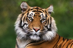Интересное: День тигра на Дальнем Востоке