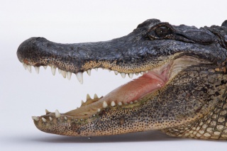 Политика: Крокодилятина
