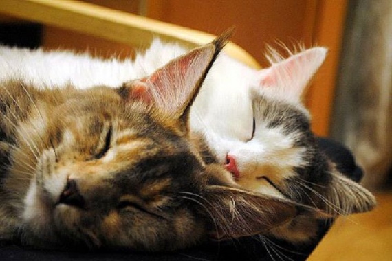 Интересное: Как спят кошки