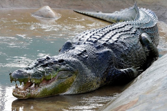 Проишествия: Крокодил сожрал зоофила