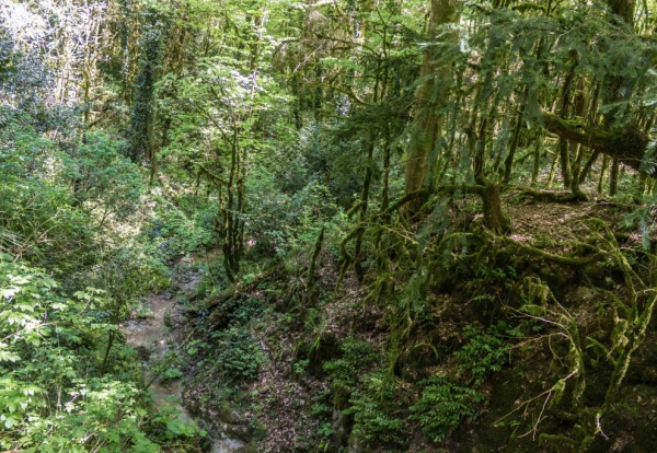Природа: Прогулка по Тисо-самшитовой роще