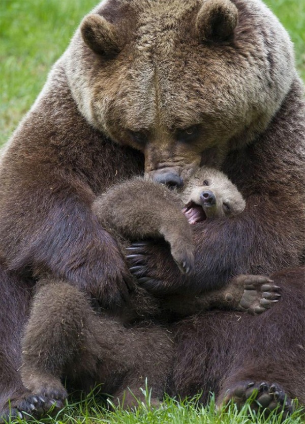 Животные: Медведи