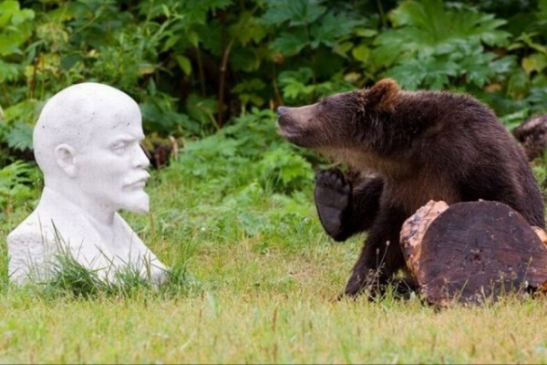 Животные: Медведи