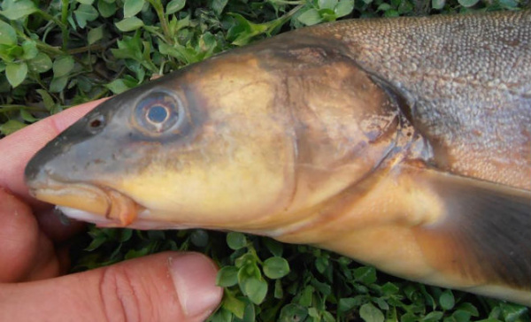 Животные: Акбалык - одна из самых опасных рыб России