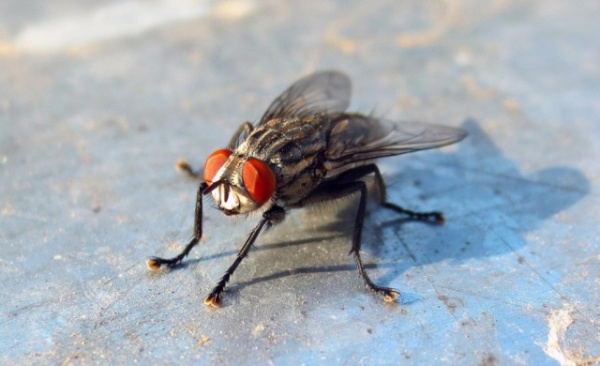 Интересное: История применения насекомых в войне