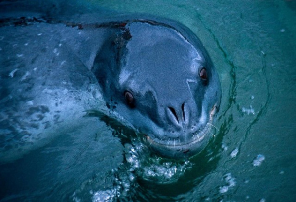 Животные: Морской леопард: Царь Антарктиды, построивший свою власть на крови пингвинов