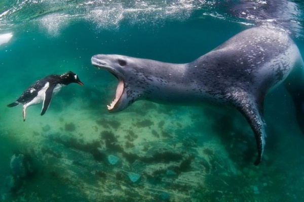 Животные: Морской леопард: Царь Антарктиды, построивший свою власть на крови пингвинов