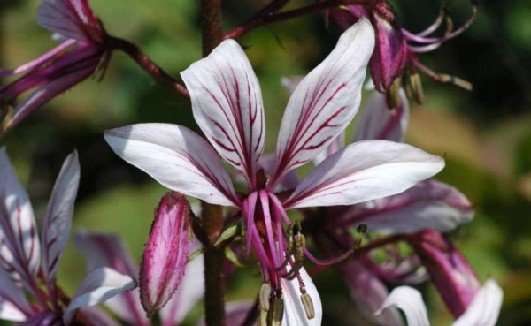 Здоровье: В Сочи зацвело крайне ядовитое растение с красивыми цветами