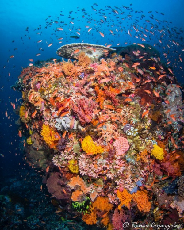 Природа: Великолепный подводный мир