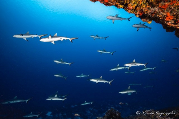 Природа: Великолепный подводный мир