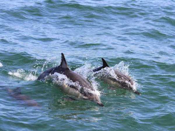 Адлер: В море у Сочи появилось большое количество дельфинов