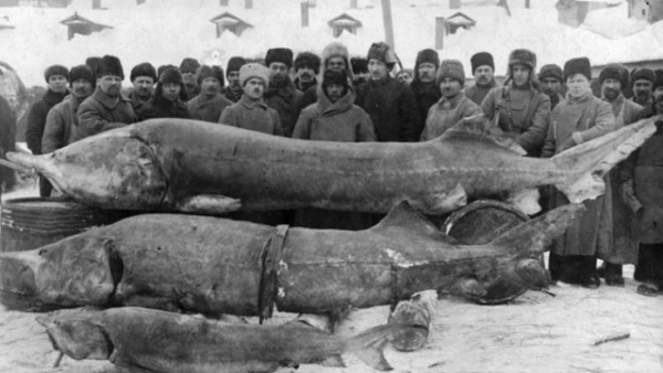 Интересное: Самые большие речные рыбы в России
