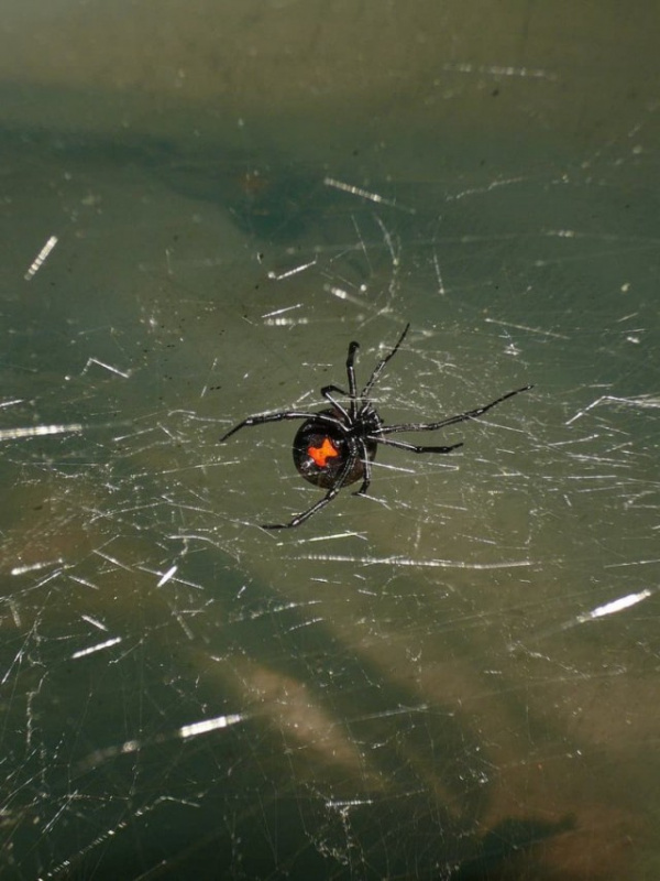Животные: Может ли паук Черная вдова убить человека?
