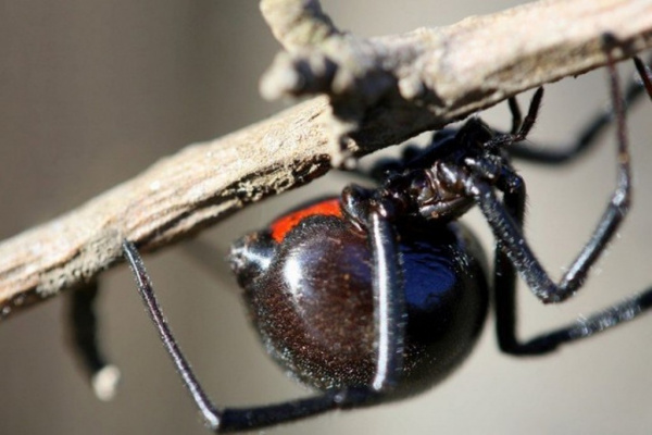 Животные: Может ли паук Черная вдова убить человека?