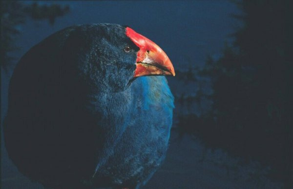 Животные: Такахе - трижды воскресшая птица