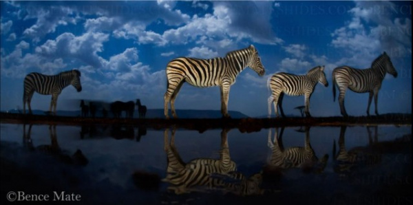 Животные: Дикая природа в фотографиях