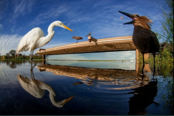 Животные: Дикая природа в фотографиях