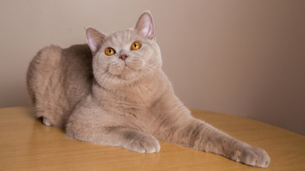 Животные: Самые редкие окрасы кошек