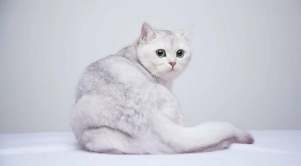 Животные: Самые редкие окрасы кошек