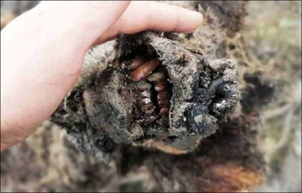 Интересное: В России найдены хорошо сохранившиеся останки  древнего медведя