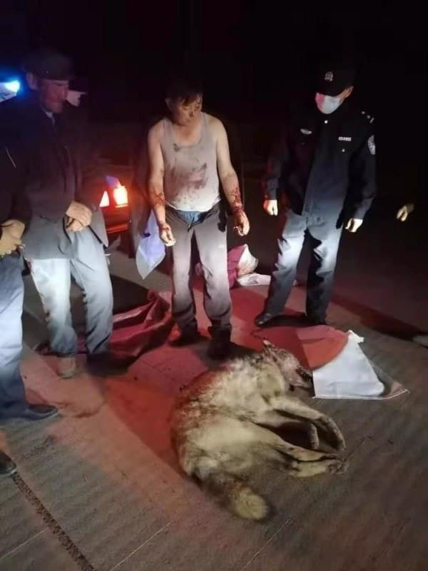 Происшествия: В Китае казах руками забил напавшего на него волка