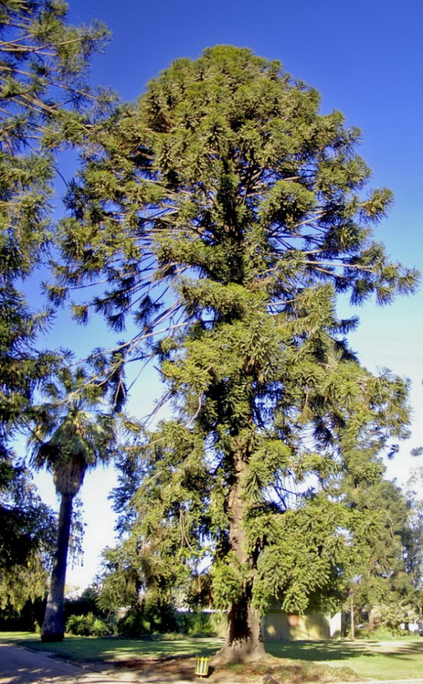 Природа: Араукария - доисторическое дерево