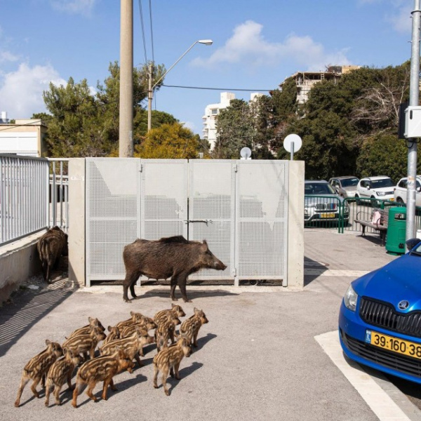 Животные: Израильский город Хайфу захватили кабаны :-)
