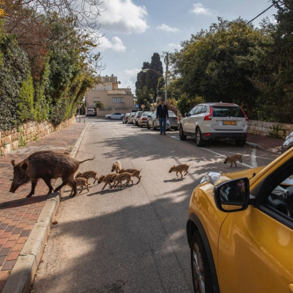 Животные: Израильский город Хайфу захватили кабаны :-)