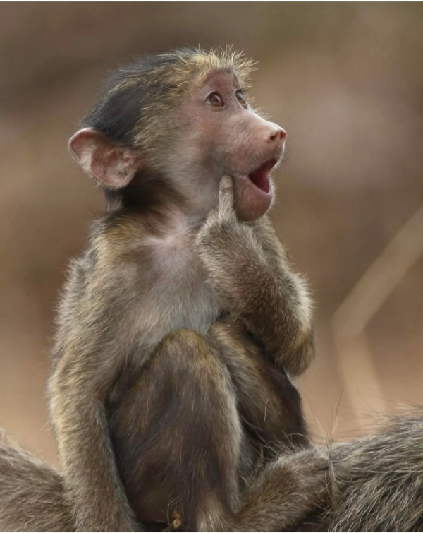 Животные: Финалисты комедийной фотографии дикой природы 2023 года