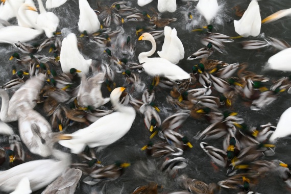 Природа: Интересное: Незамерзающее озеро Лебединое