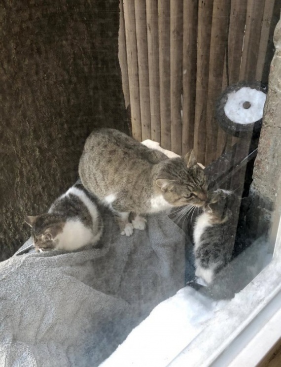 Животные: Отчаянная мать в мороз принесла котят к людям