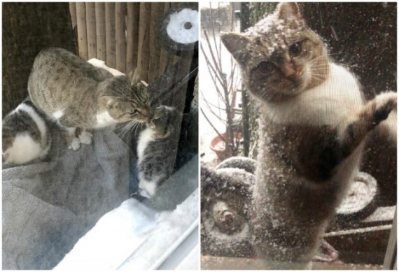 Животные: Отчаянная мать в мороз принесла котят к людям