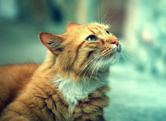 Животные: Стихотворение про кота